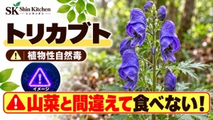 トリカブト｜山菜との取り違えに注意。青紫色の花の説明用イメージ