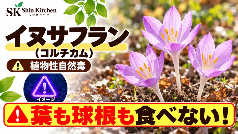 イヌサフラン（コルチカム）｜葉も球根も食べない。秋の花の説明用イメージ