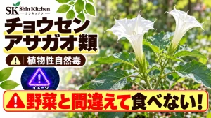 チョウセンアサガオ類｜野菜との取り違えに注意。白い花と葉の説明用イメージ