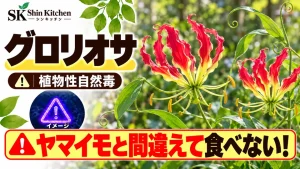 グロリオサ｜ヤマイモとの取り違えに注意。赤と黄色の花・葉の説明用イメージ