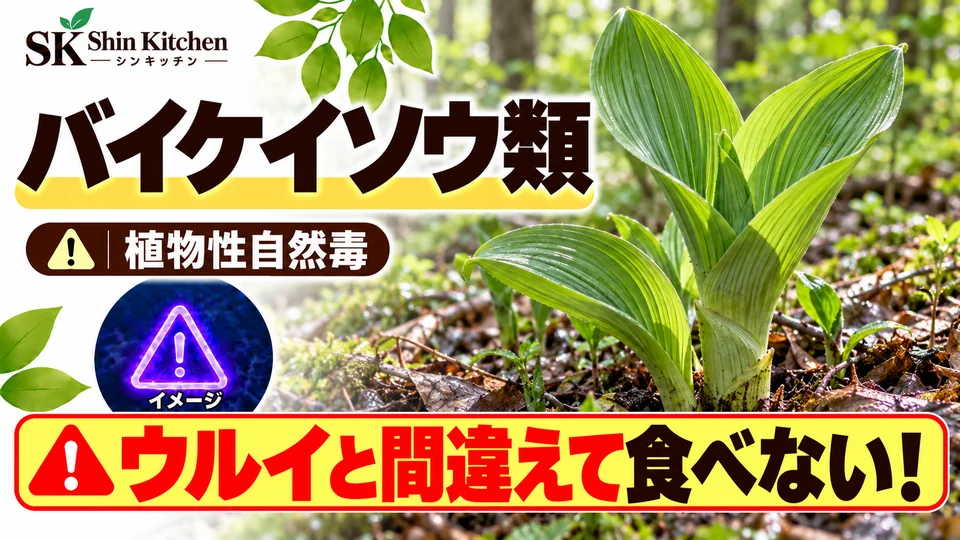 バイケイソウ類|ウルイとの取り違えに注意。若い葉の説明用イメージ